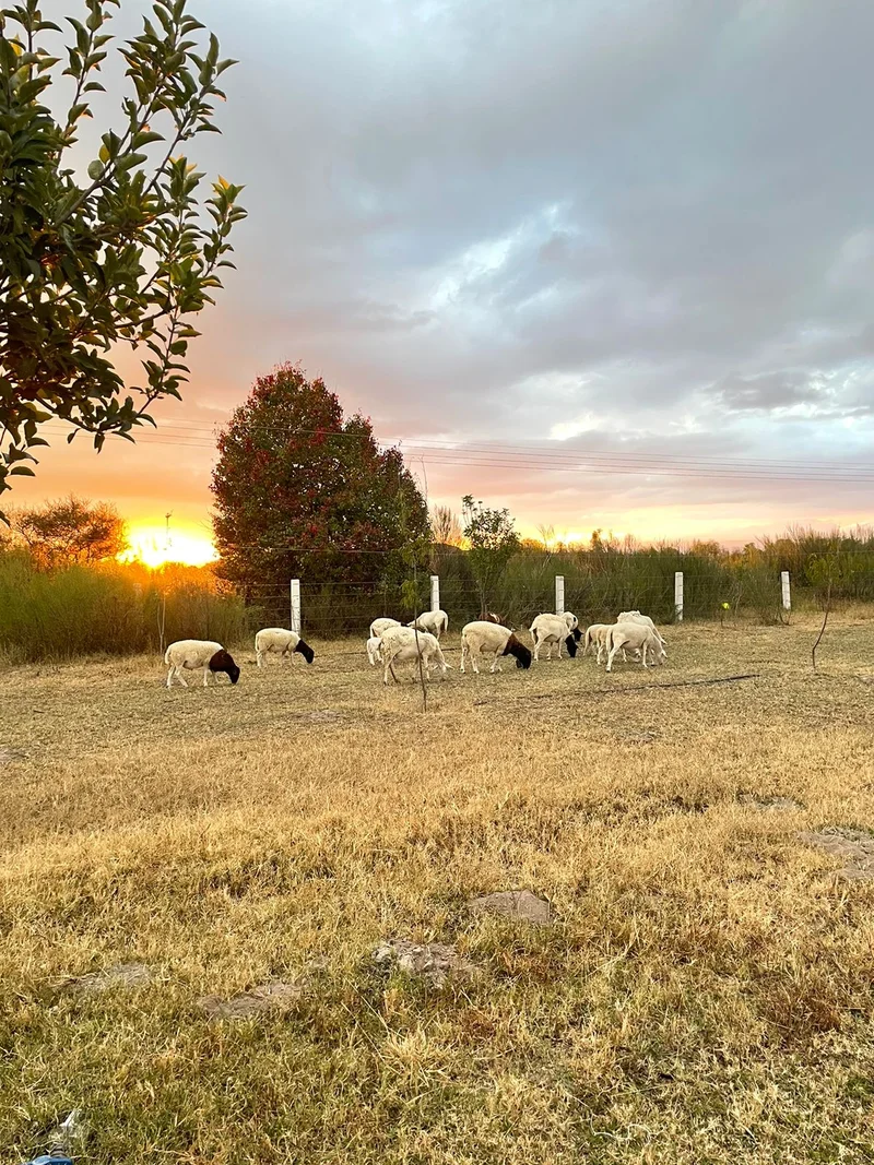Rancho San José del Molino, foto 4
